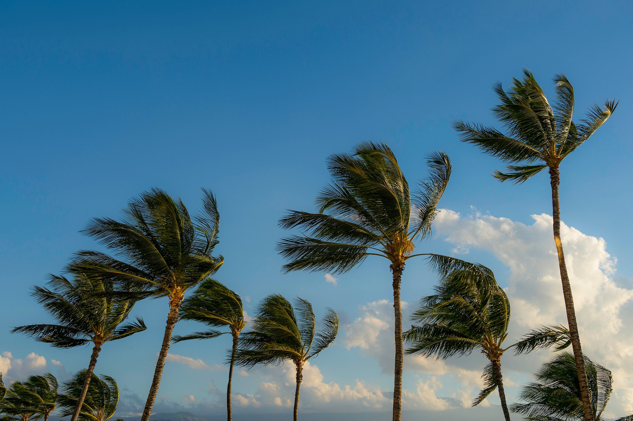 Severe Windstorm may Impact Travel in Hawaii, January 31st